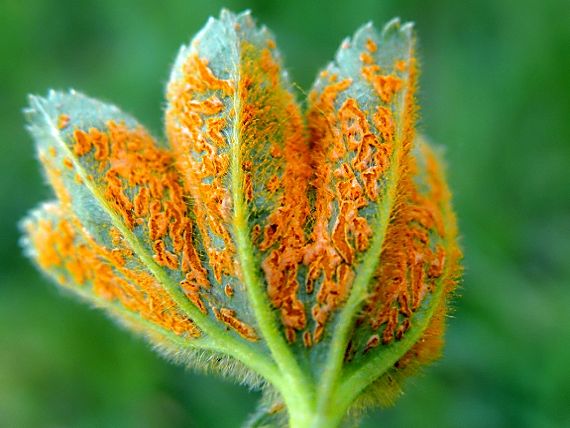 drobnospórka alchemilková Trachyspora intrusa (Grev.) Arthur