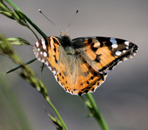 bábočka bodliaková Vanessa cardui