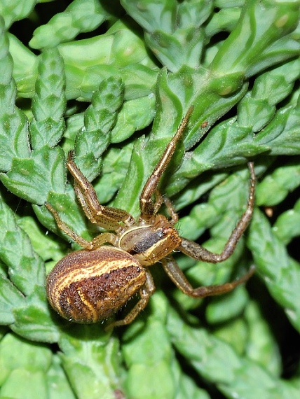 behárik Xysticus sp.