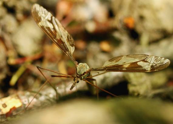 tipula