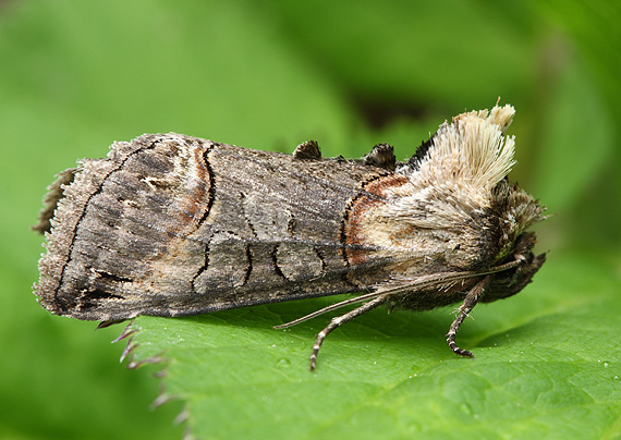 mora čiernočiara Abrostola triplasia