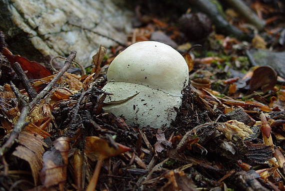 hríb dubový Boletus reticulatus Schaeff.