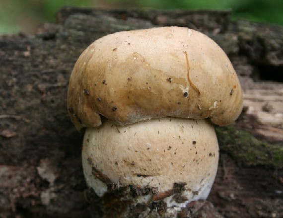 hríb dubový Boletus reticulatus Schaeff.