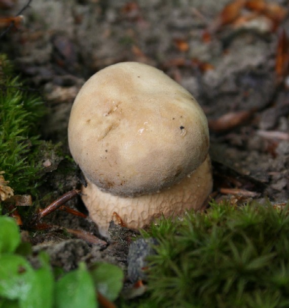 hríb dubový Boletus reticulatus Schaeff.