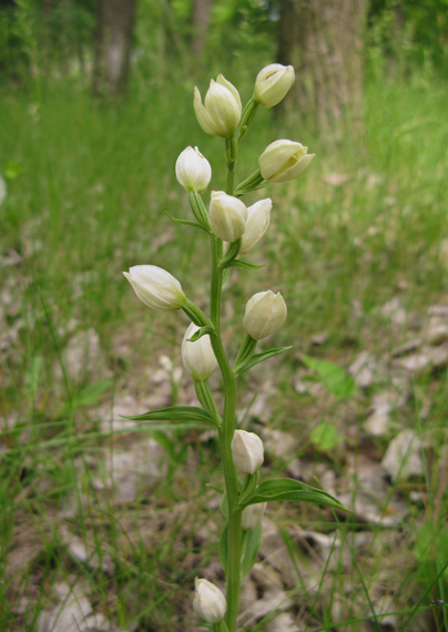 prilbovka biela Cephalanthera damasonium (Mill.) Druce