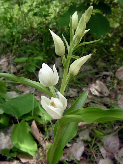 prilbovka biela Cephalanthera damasonium (Mill.) Druce