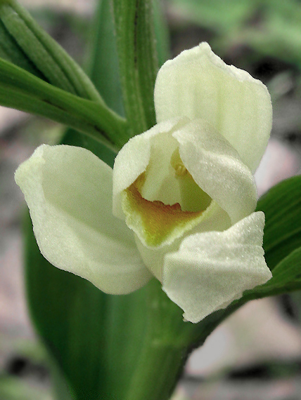 prilbovka biela Cephalanthera damasonium (Mill.) Druce