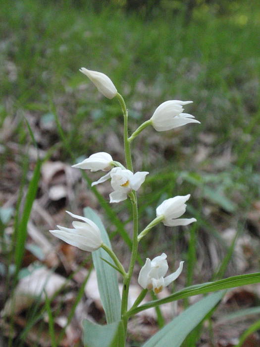 prilbovka dlholistá Cephalanthera longifolia (L.) Fritsch