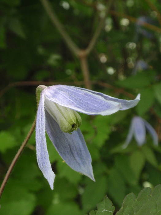 plamienok alpínsky Clematis alpina (L.) Mill.