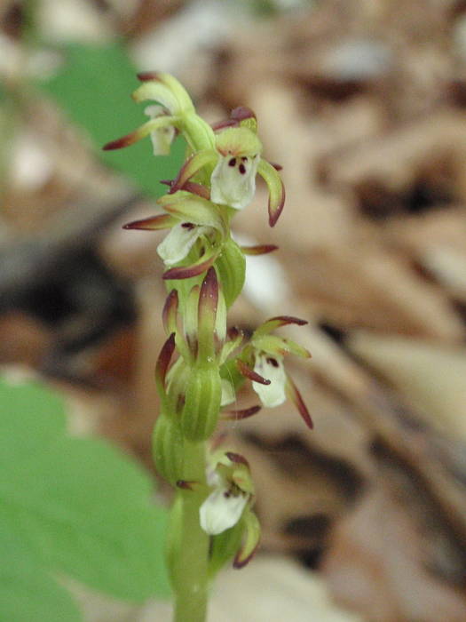 koralica lesná Corallorhiza trifida Châtel.