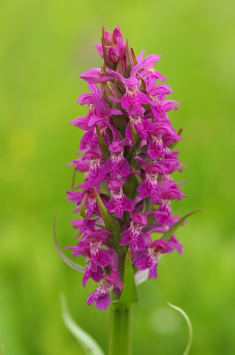 vstavačovec májový pravý Dactylorhiza majalis subsp. majalis (Reincherb.) Hunt & Summerh.