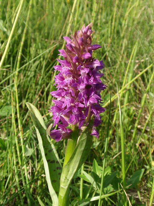 vstavačovec májový pravý Dactylorhiza majalis subsp. majalis (Reincherb.) Hunt & Summerh.