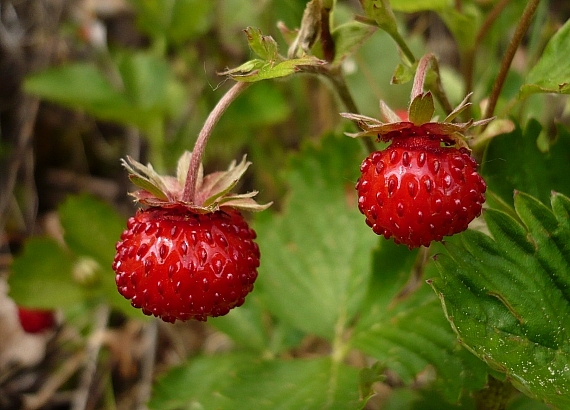 jahoda obyčajná Fragaria vesca L.