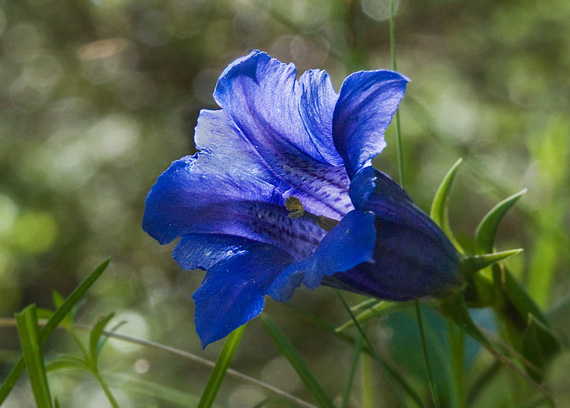 horec clusiov Gentiana clusii Perr. et Songeon