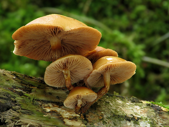 šupinačka menlivá Kuehneromyces mutabilis (Schaeff.) Singer & A.H. Sm.