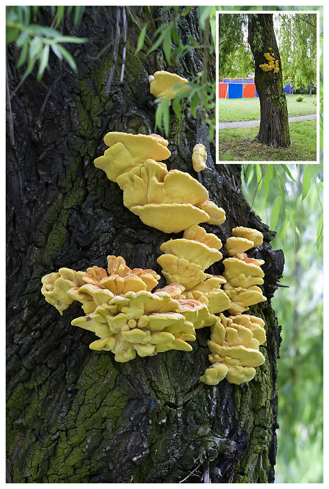 sírovec obyčajný Laetiporus sulphureus (Bull.) Murrill