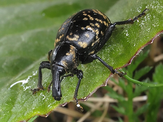 tvrdoň deväťsilový Liparus glabrirostris