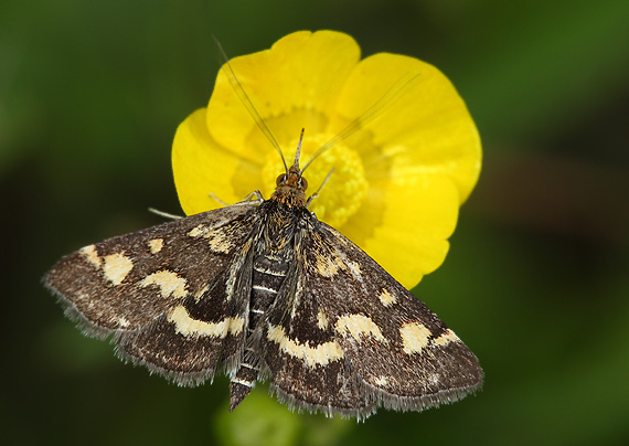 vijačka purpurová Pyrausta purpuralis