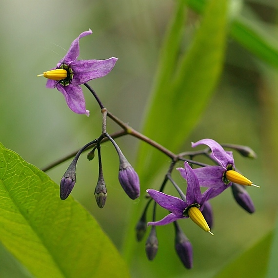 ľuľok sladkohorký Solanum dulcamara L.