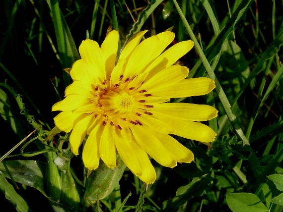 kozobrada lúčna Tragopogon pratensis L.