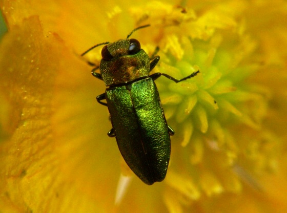 krasoň lesklý Anthaxia nitidula nitidula