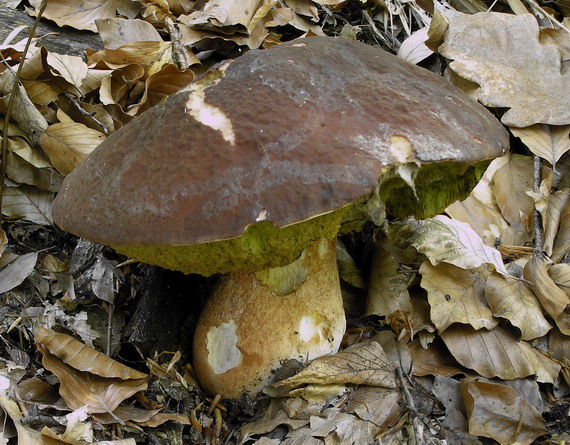 hríb sosnový Boletus pinophilus Pil. et Dermek in Pil.