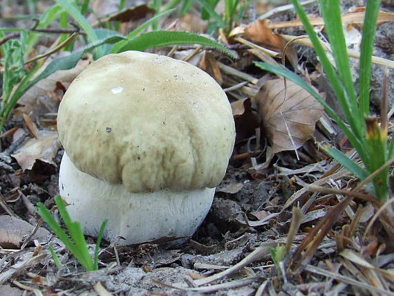 hríb dubový Boletus reticulatus Schaeff.