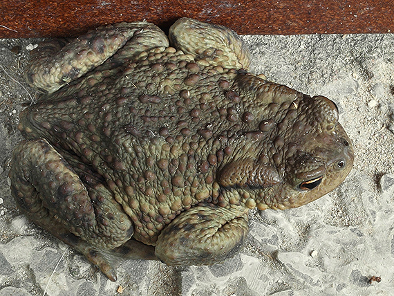 ropucha bradavičnatá Bufo bufo