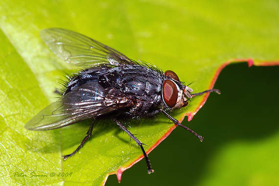 mouša Calliphora vicina