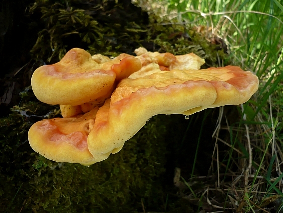 sírovec obyčajný Laetiporus sulphureus (Bull.) Murrill