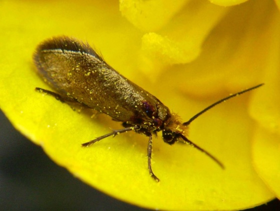 potočníkovec záružľový Micropterix calthella