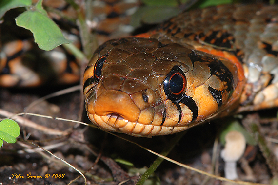 užovka obojková Natrix natrix