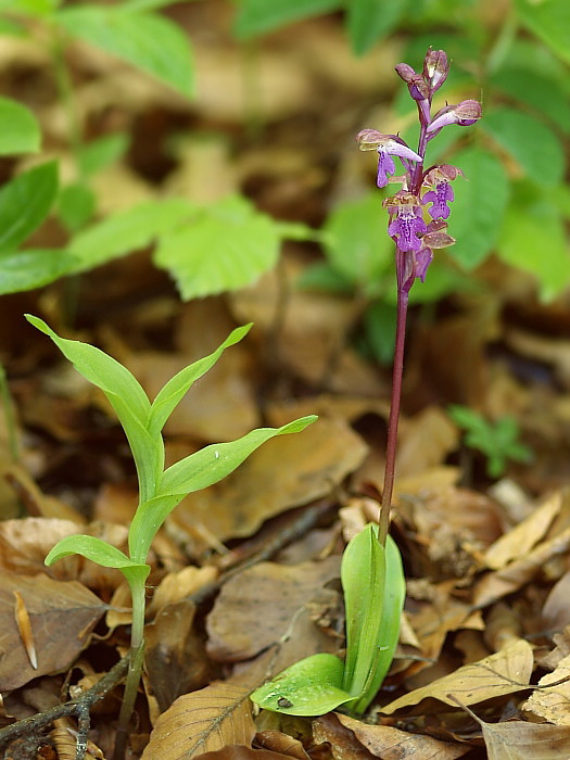 vstavač spitzelov+kruštík širokolistý pravý Orchis spitzelii+Epipactis helleborine subsp. helleborine