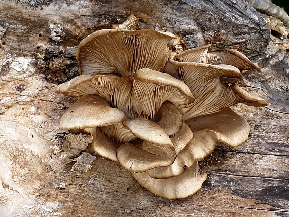 hliva ustricovitá Pleurotus ostreatus (Jacq.) P. Kumm.