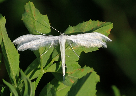 pierkavec povojový  Pterophorus pentadactyla