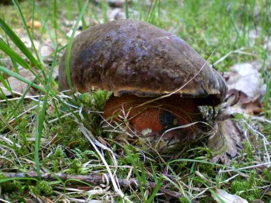 hríb zrnitohlúbikový Sutorius luridiformis (Rostk.) G. Wu & Zhu L. Yang