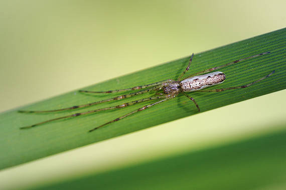 čeľustnatka perleťová Tetragnatha montana