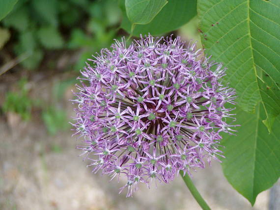 cesnak Allium sp.