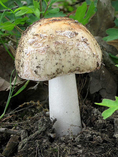 muchotrávka červenkastá Amanita rubescens Pers.