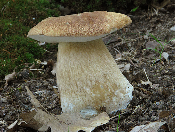 hríb dubový Boletus reticulatus Schaeff.