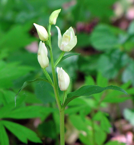 prilbovka biela Cephalanthera damasonium (Mill.) Druce