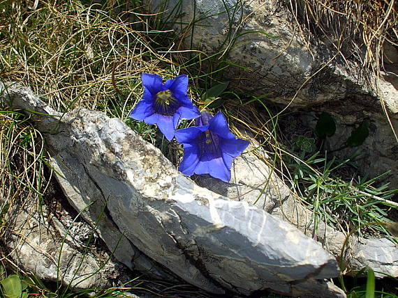 horec clusiov Gentiana clusii Perr. et Songeon