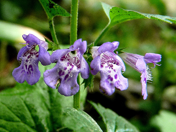 zádušník brečtanovitý Glechoma hederacea L.