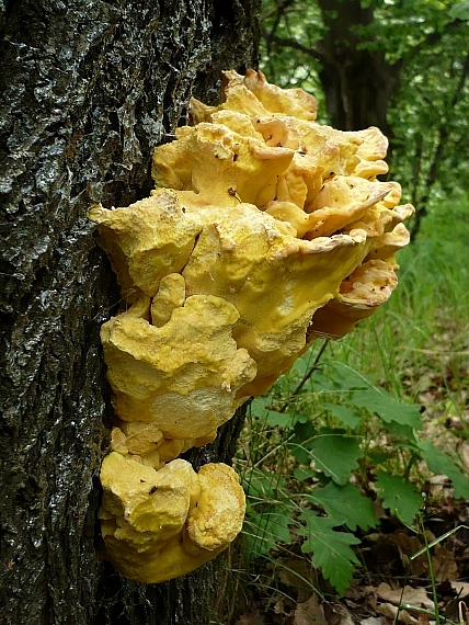 sírovec obyčajný Laetiporus sulphureus (Bull.) Murrill