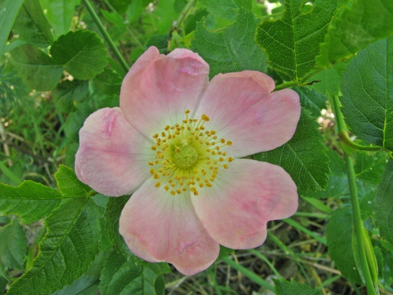 ruža šípová Rosa canina L.