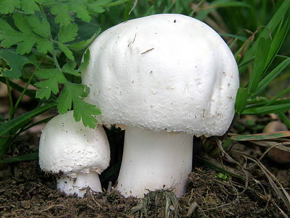 pečiarka ovčia Agaricus arvensis Schaeff.