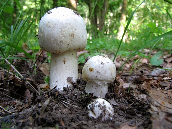 pečárka Agaricus sp.