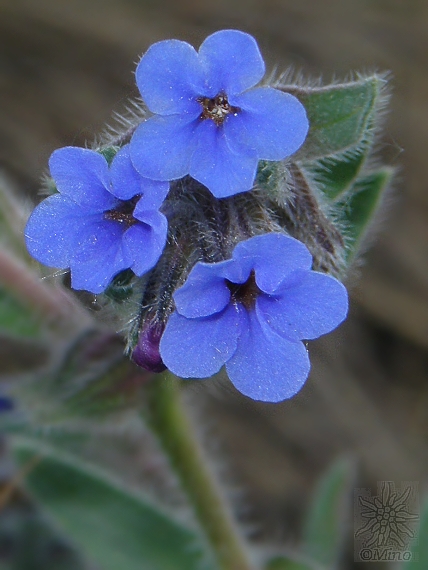 alkana farbiarska Alkanna tinctoria (L.) Tausch