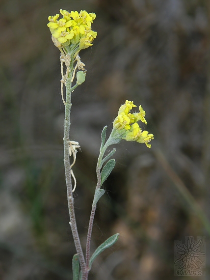 tarica kopcová gmelinova Alyssum montanum subsp. gmelinii (Jord.) Hegi et Em. Schmid