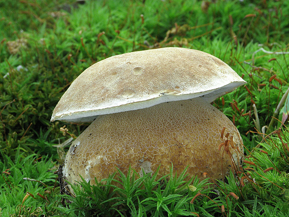 hríb dubový Boletus reticulatus Schaeff.